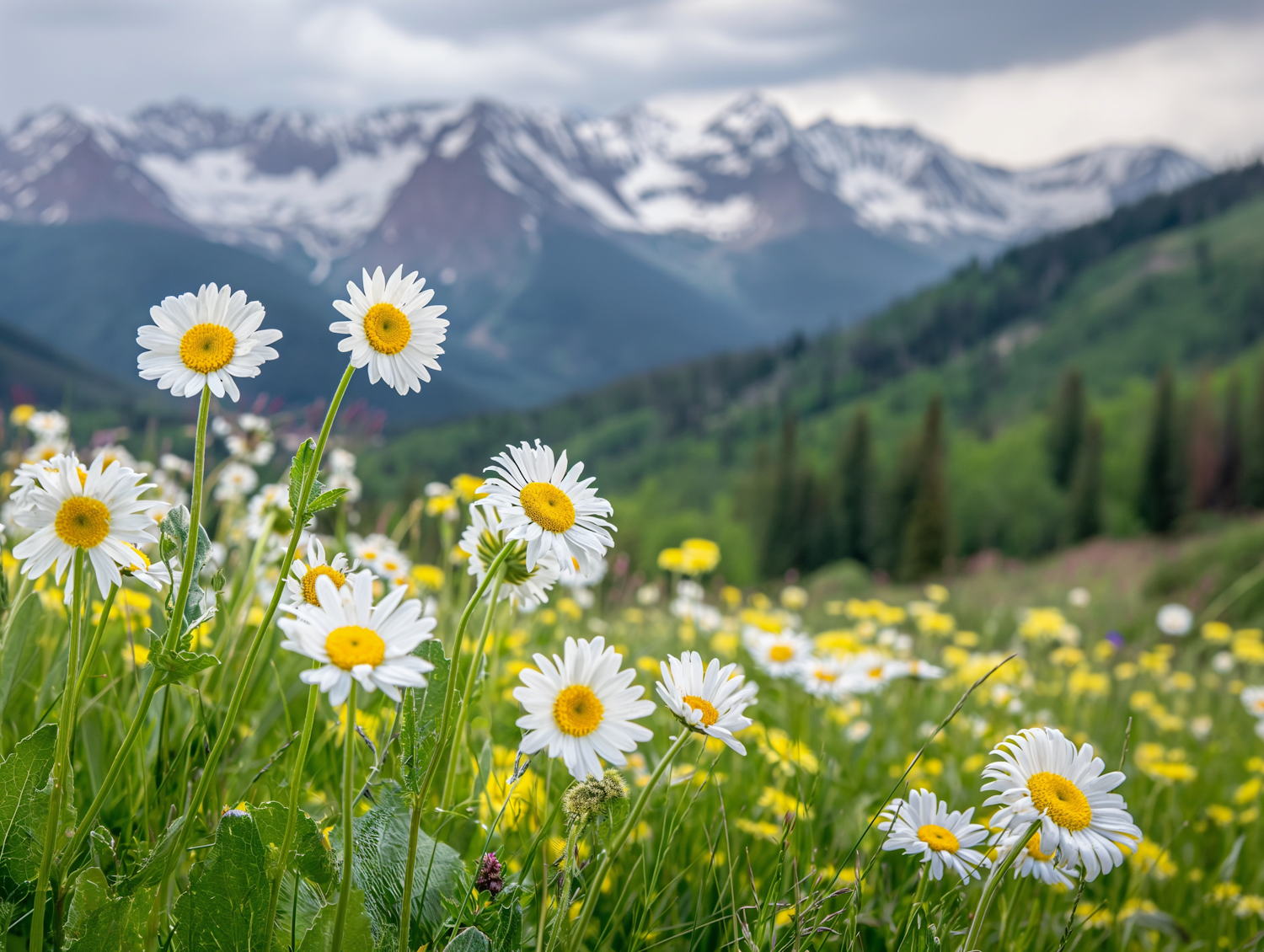 Daisy Meadows and Distant Peaks