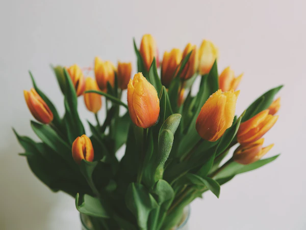 Vibrant Orange Tulips