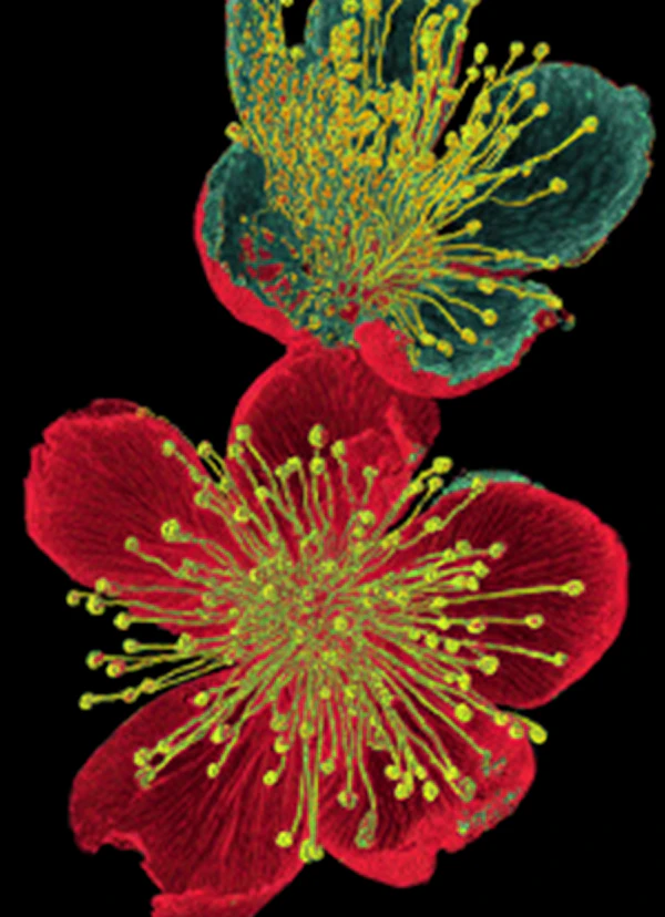 Vivid Floral Artwork