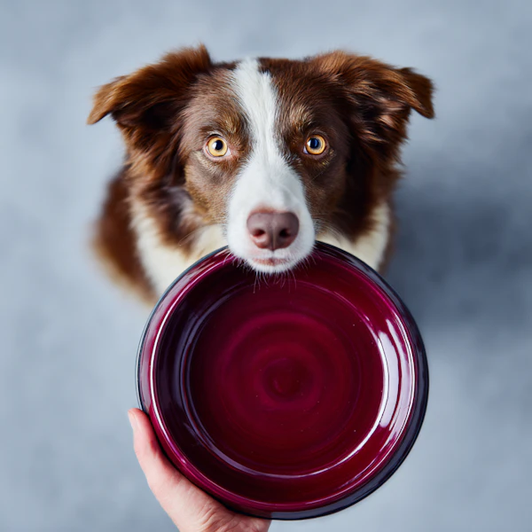 Dog with Red Bowl