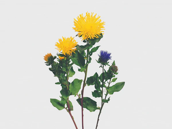 Vibrant Aster Flower Display