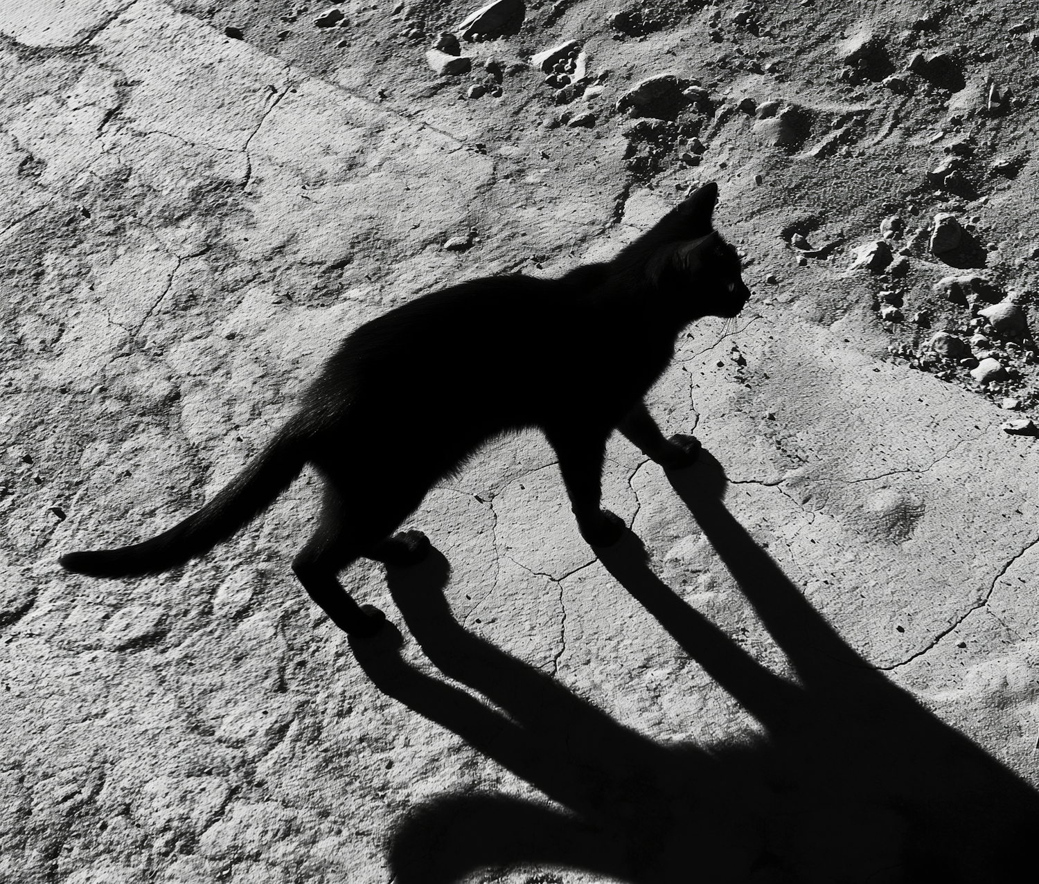 Silhouetted Cat with Long Shadow