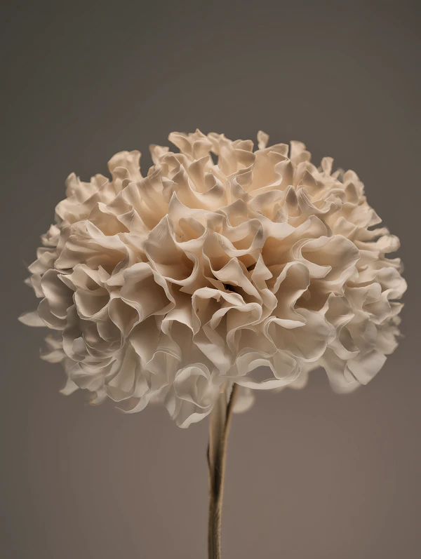 Cream-Colored Flower
