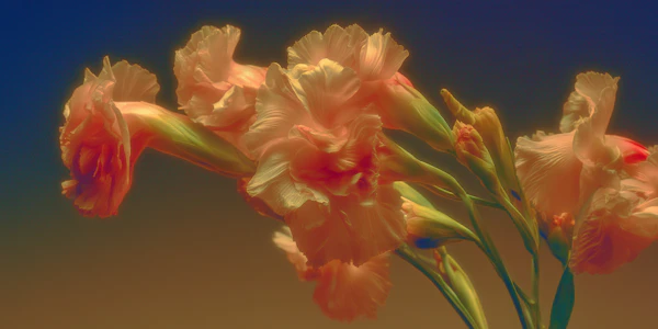 Gladiolus Bouquet Glow