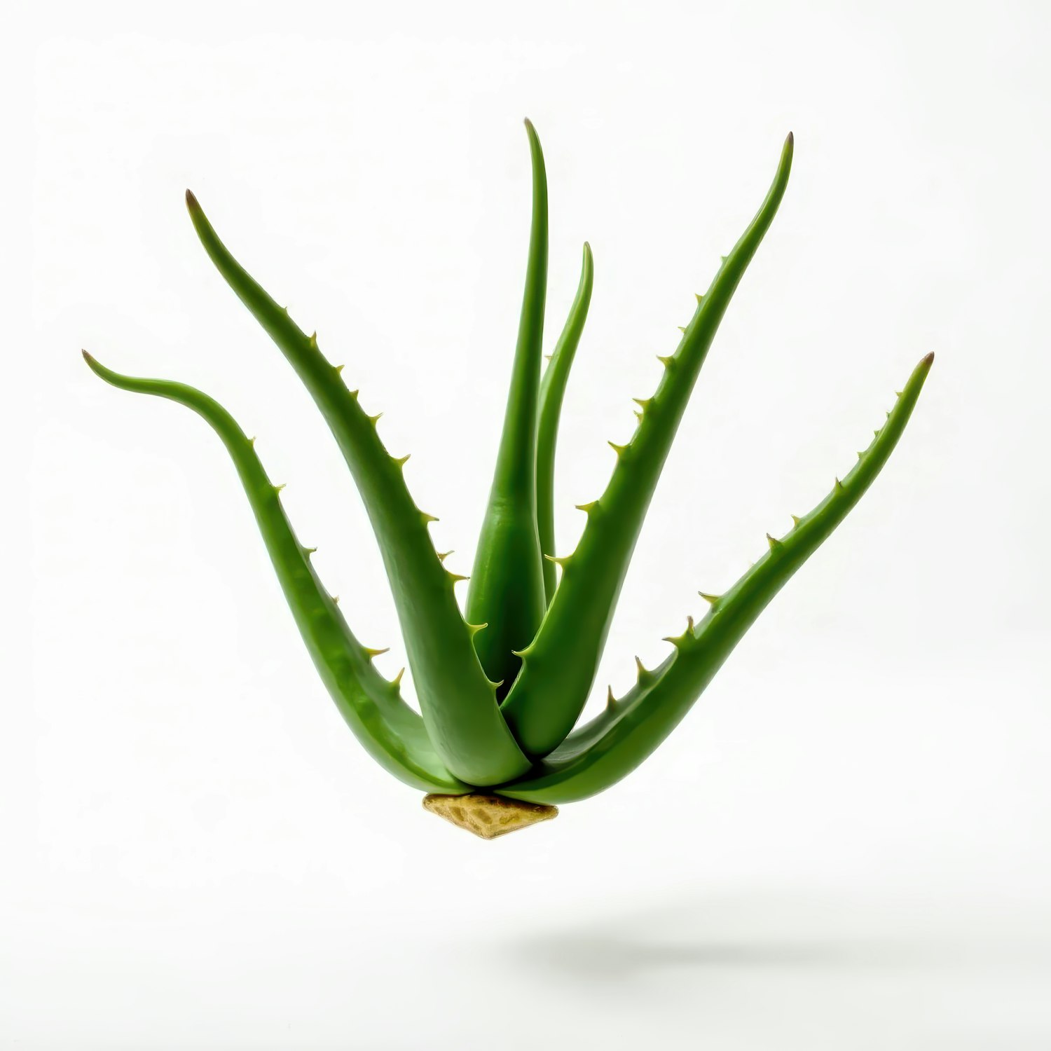 Aloe Vera Plant on White Background