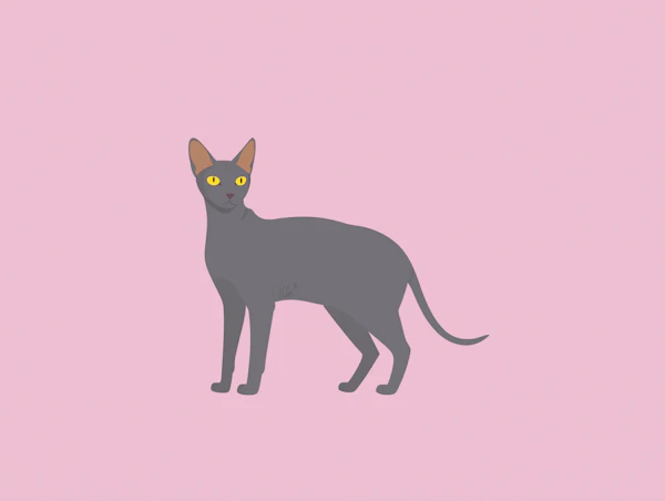 Elegant Gray Sphynx Cat