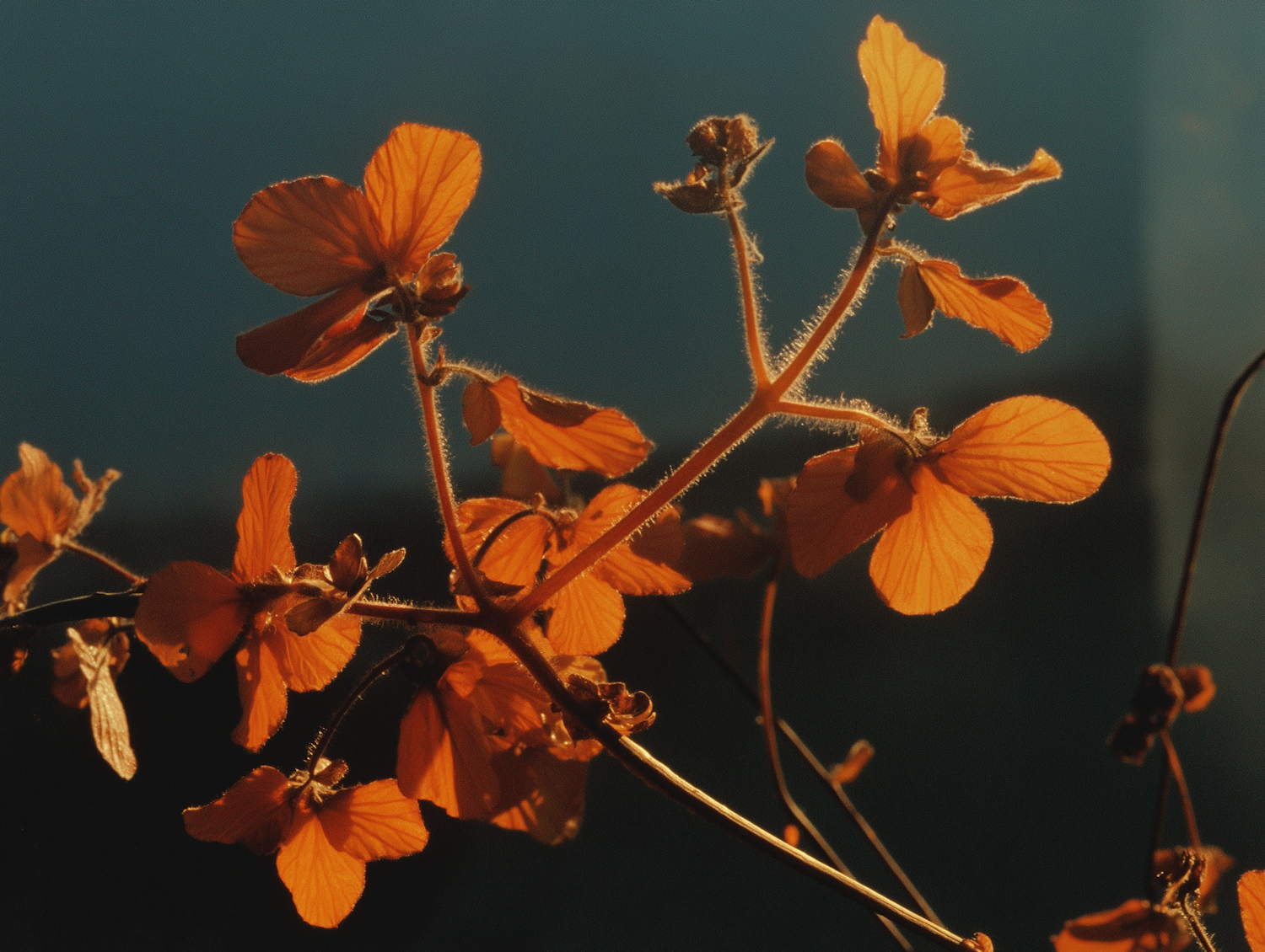 Close-up of Orange Flowers