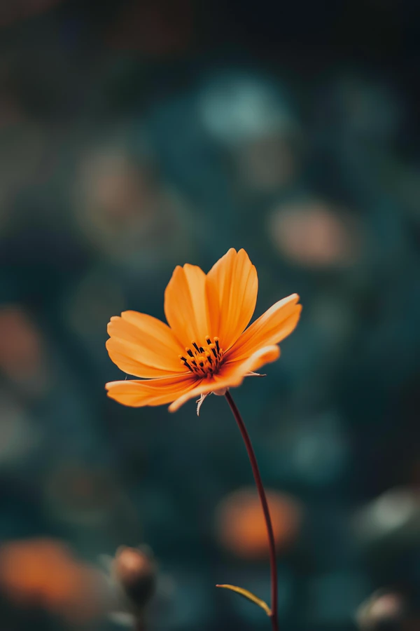 Vibrant Orange Flower