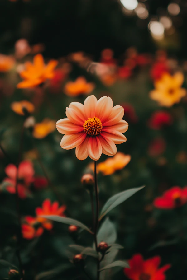 Peach Flower in Focus