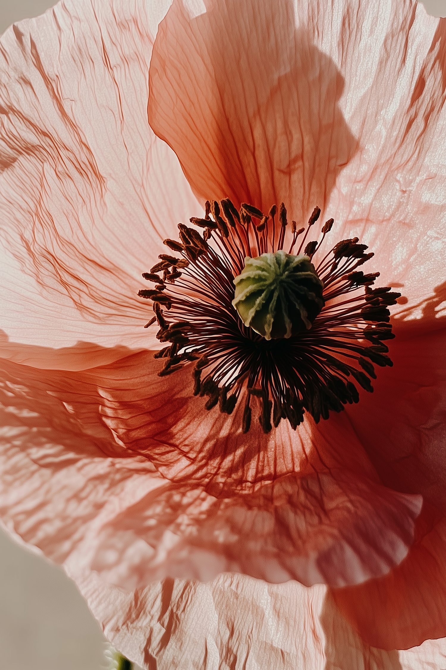 Delicate Coral-Pink Poppy