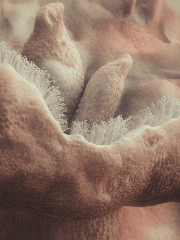 Microscopic Organic Texture