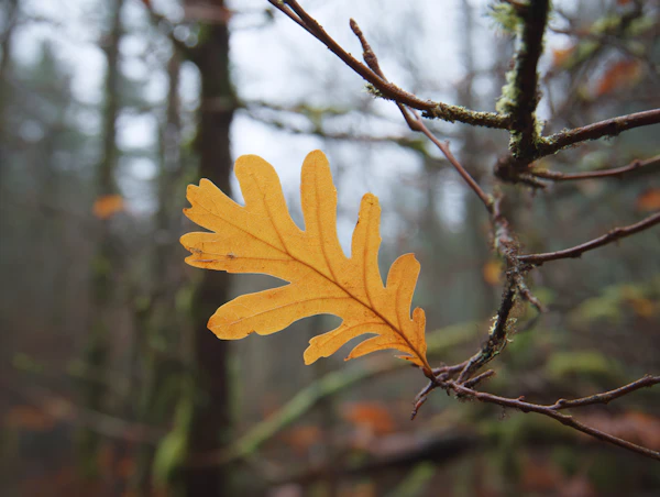 Golden Oak Leaf Close-Up