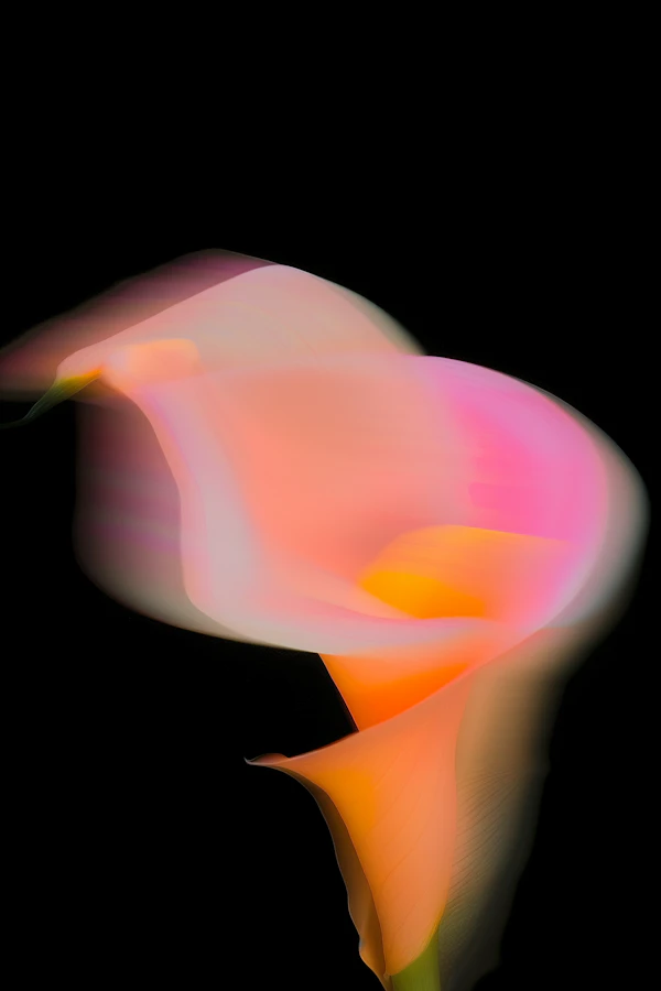 Ethereal Calla Lily