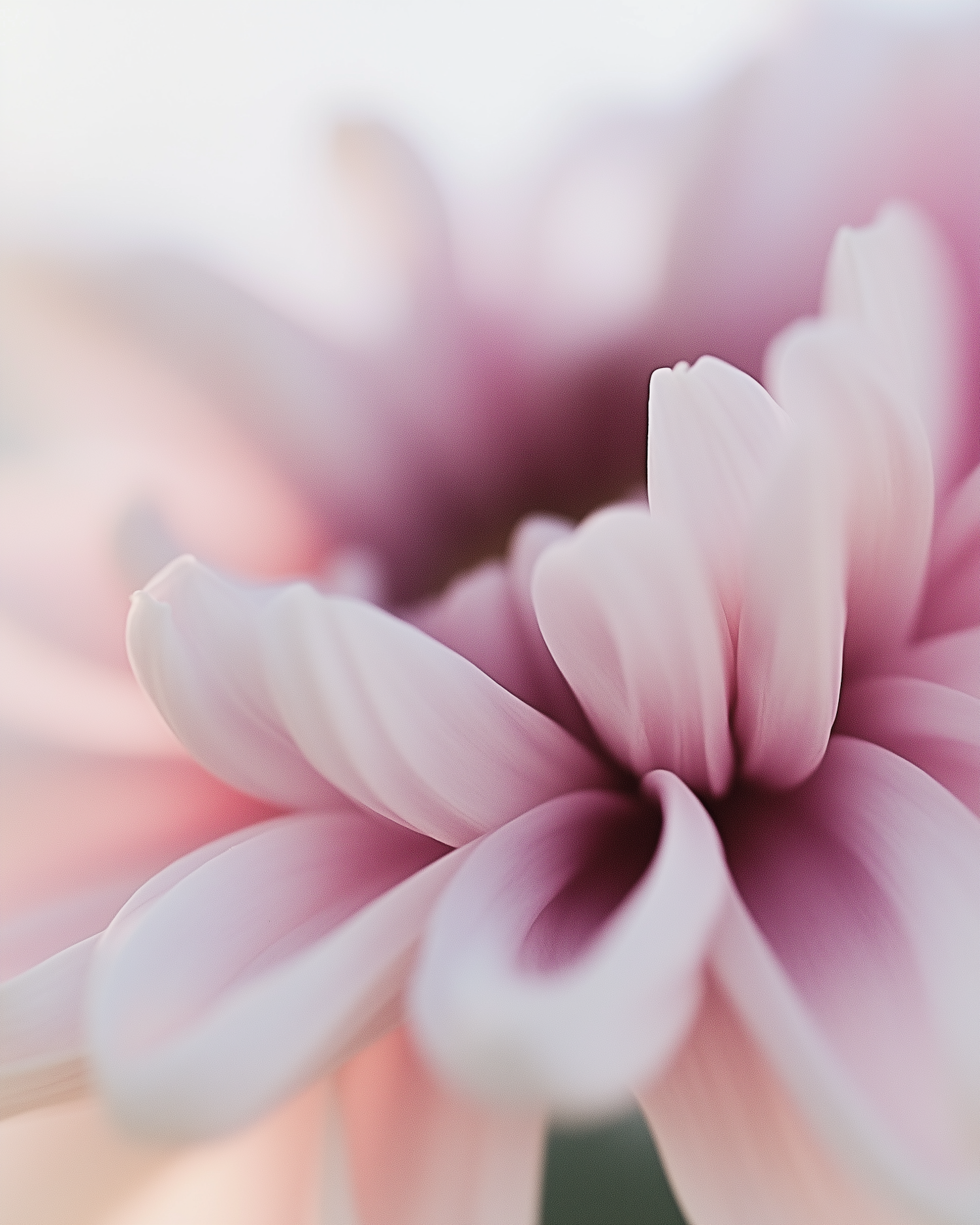 Close-up of Pink Flower