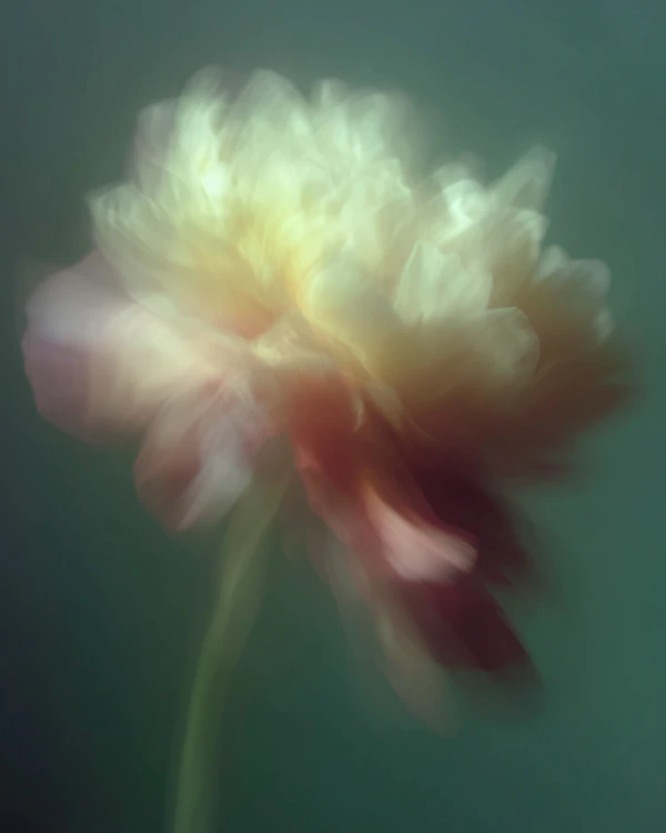 Ethereal Flower Closeup