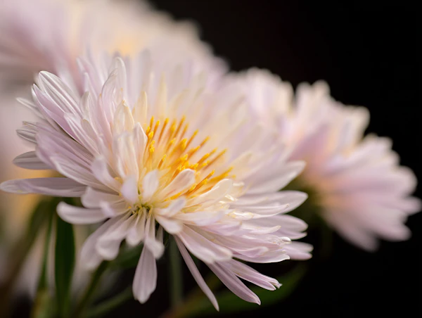 Close-Up White Daisies