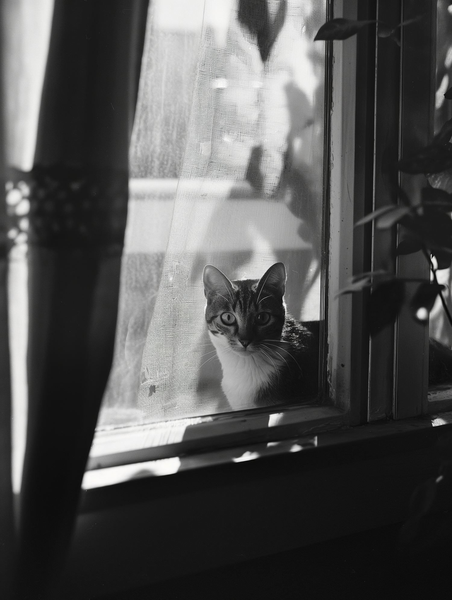 Contemplative Cat on Windowsill