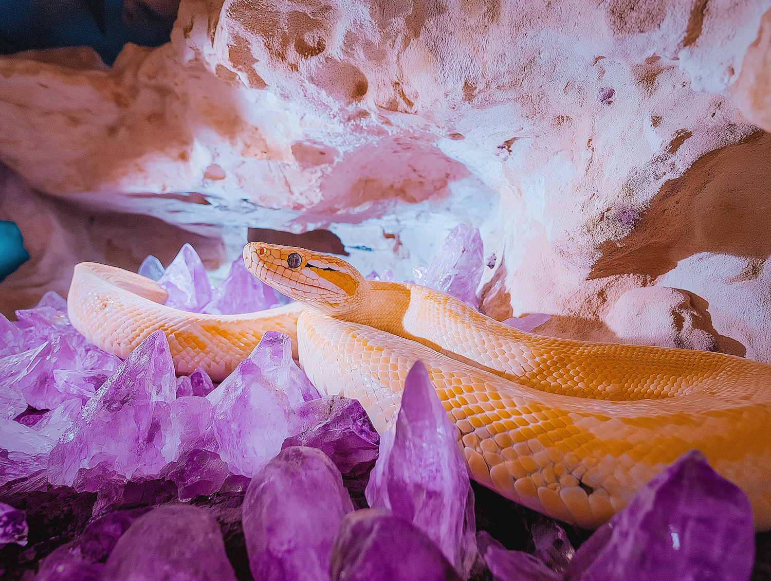 Albino Snake Amidst Amethyst Crystals