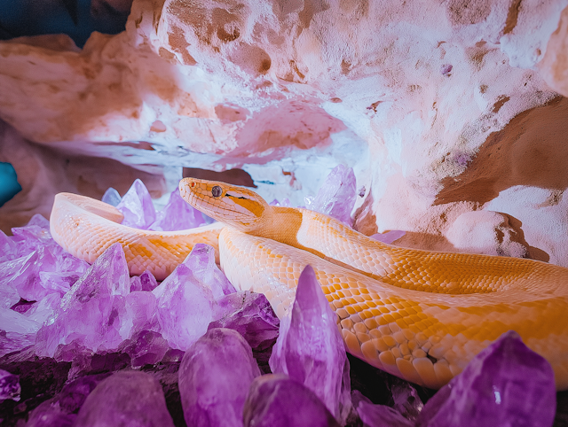 Albino Snake Amidst Amethyst Crystals