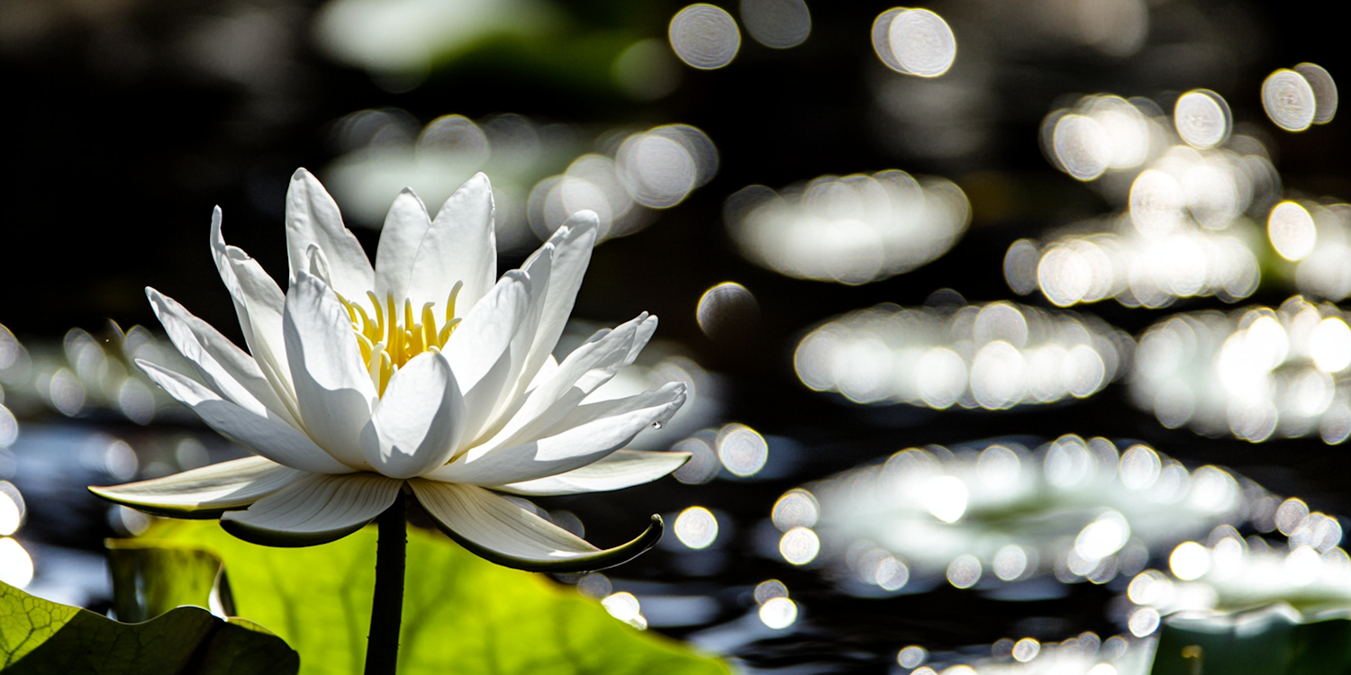 White Water Lily in Bloom