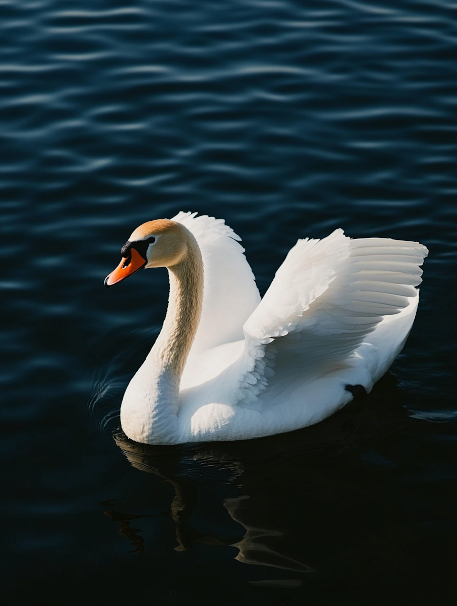 Graceful Swan on Water