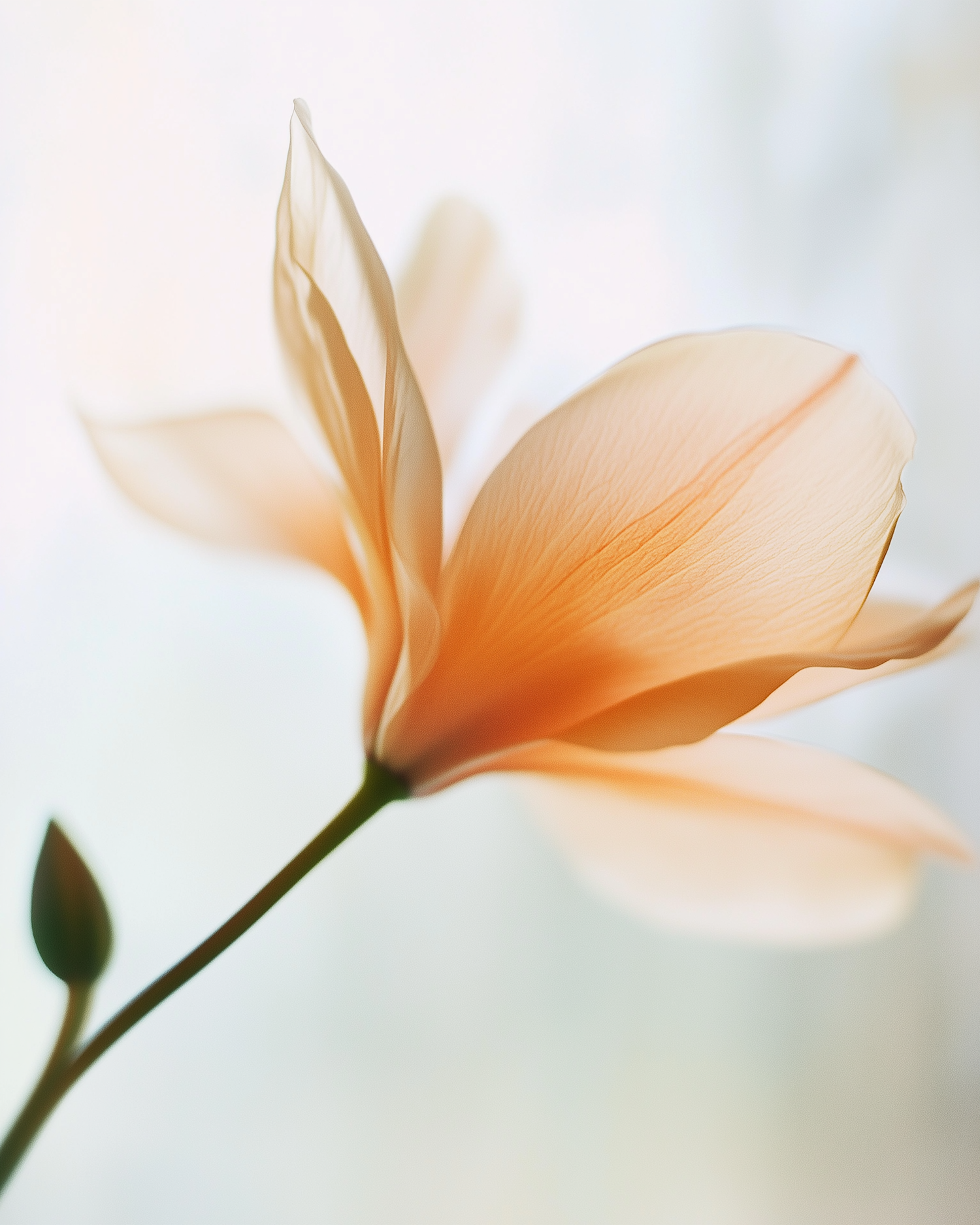 Delicate Peach Flower Close-Up