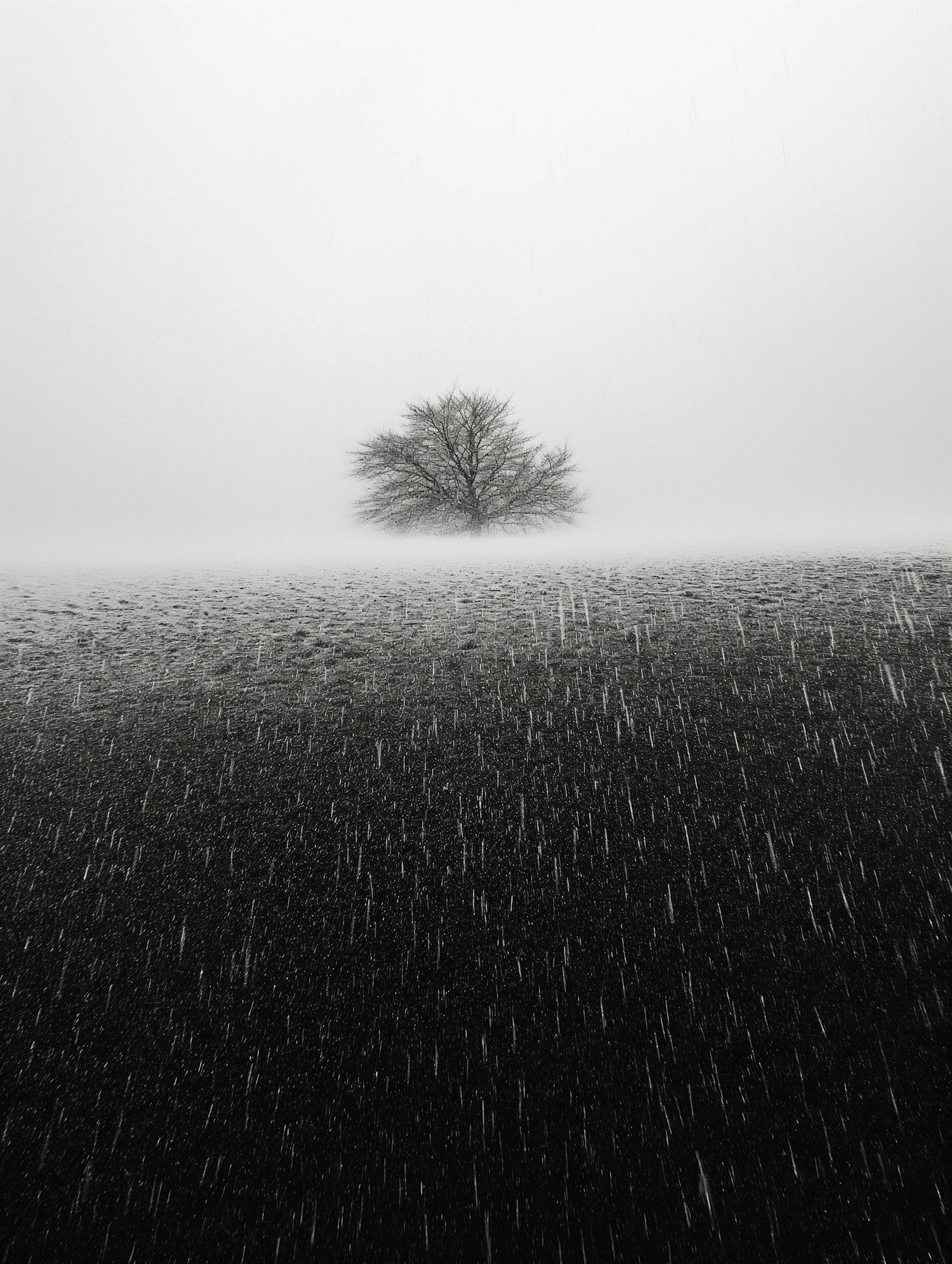 Solitary Tree in Snowy Landscape