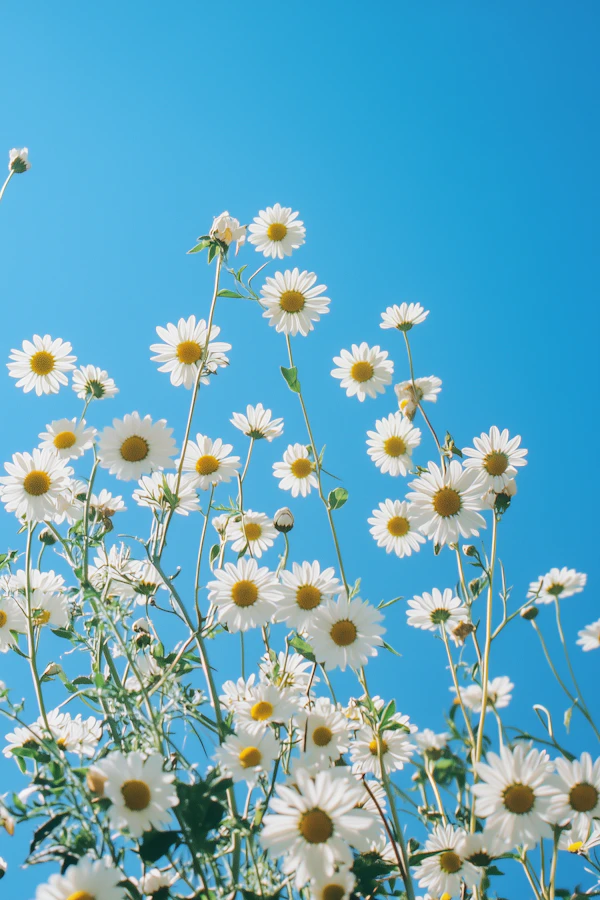 Daisies Under Blue Sky