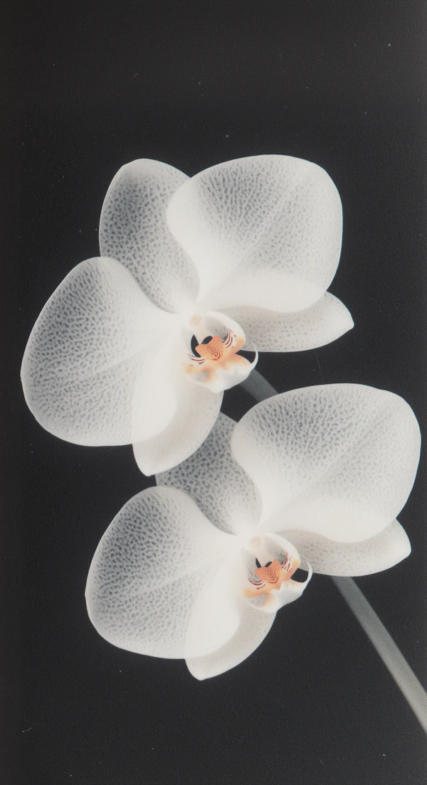 Elegant Orchid Flowers