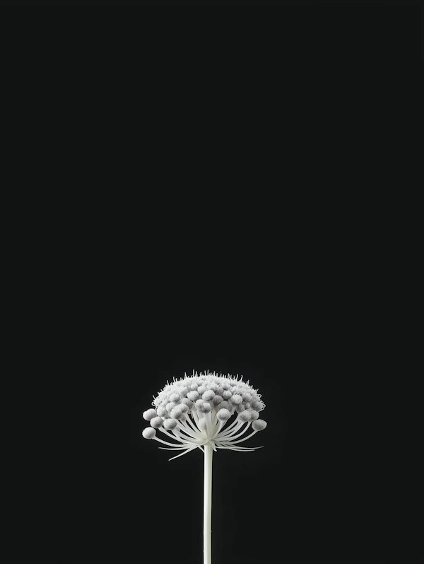 Elegant White Bloom