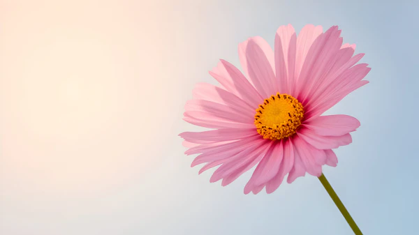 Pink Daisy Close-Up