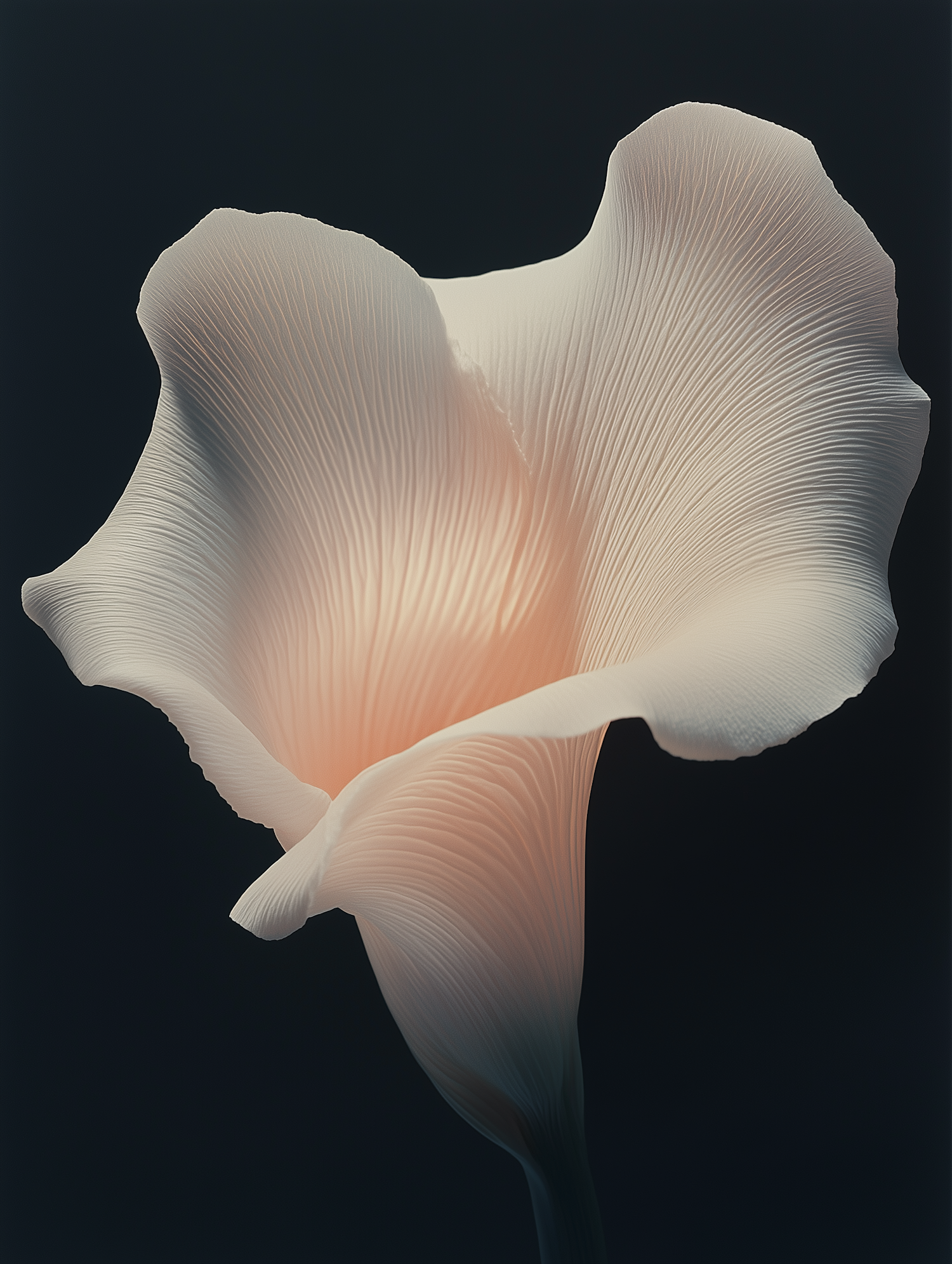 Elegant Calla Lily Close-Up