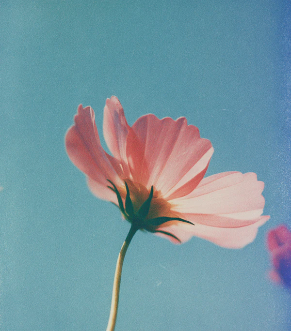 Pink Flower Against Sky