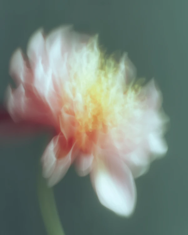 Delicate Pink Flower