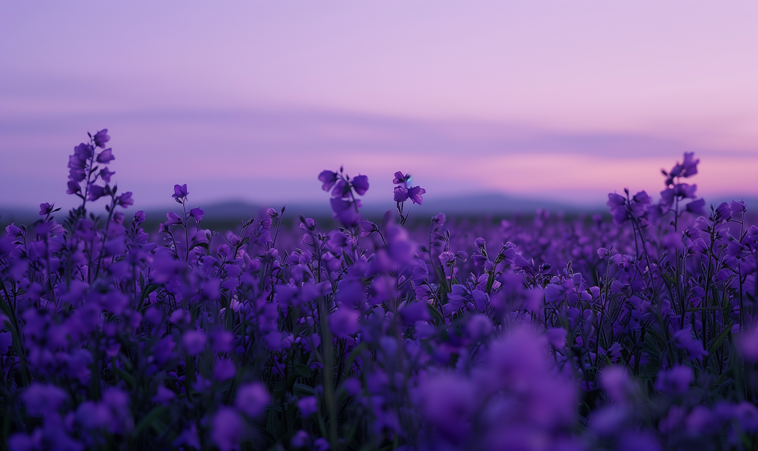 Serene Field of Purple Flowers at Dusk