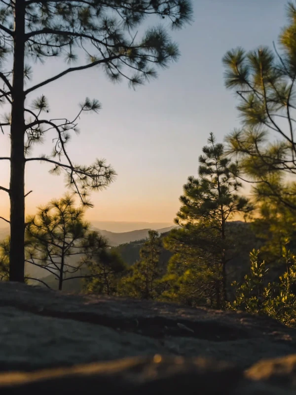 Serene Forest Sunset