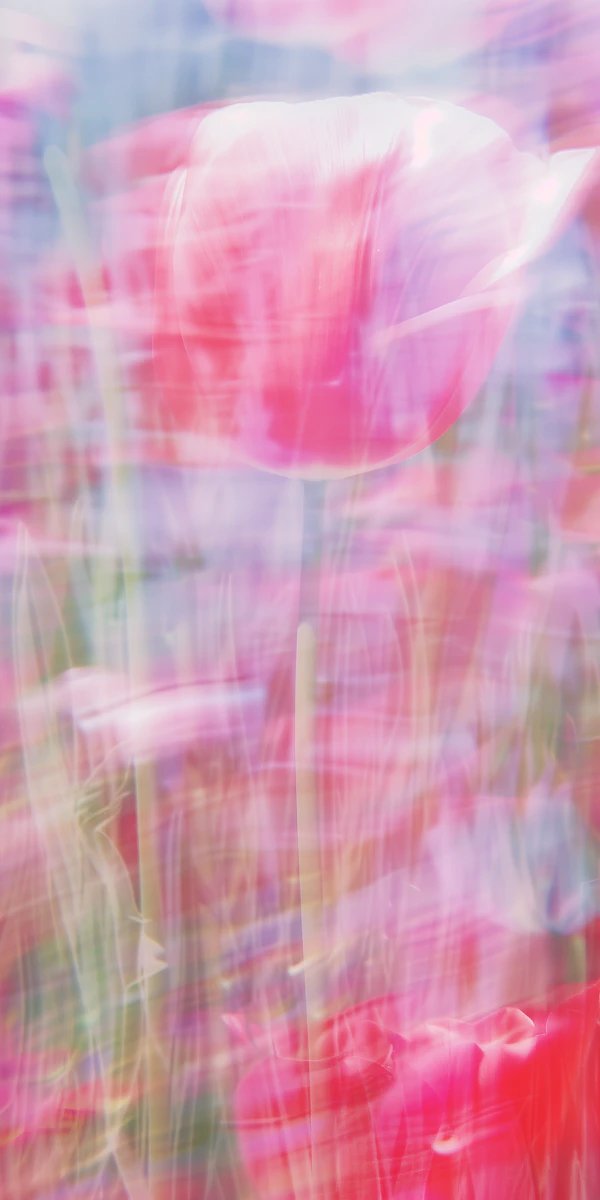 Dreamy Pink Tulip