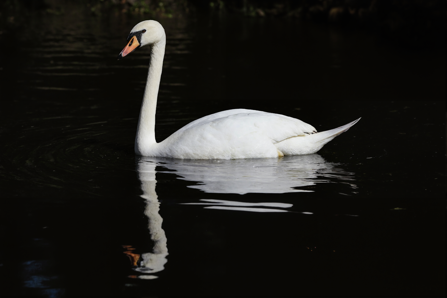 Graceful Swan on Reflective Water