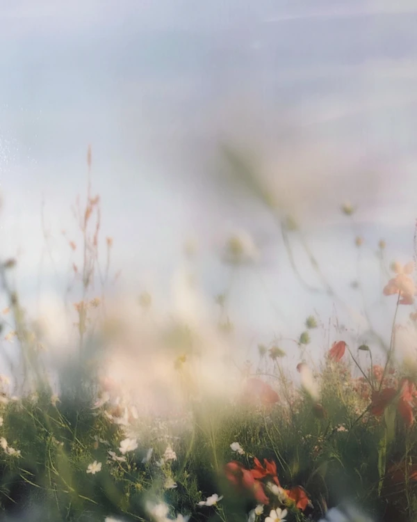Serene Meadow Scene