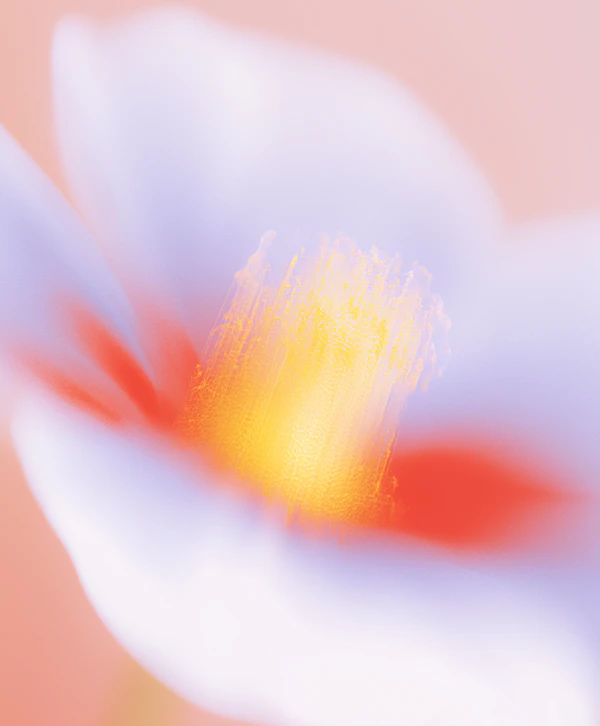 Abstract Flower Close-Up