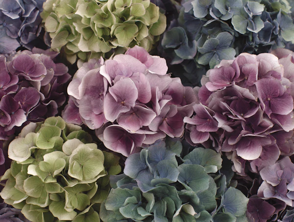 Vivid Hydrangea Blossoms