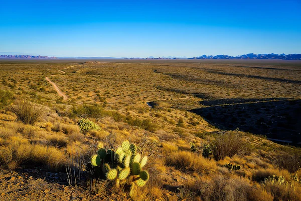 Desert Landscape View