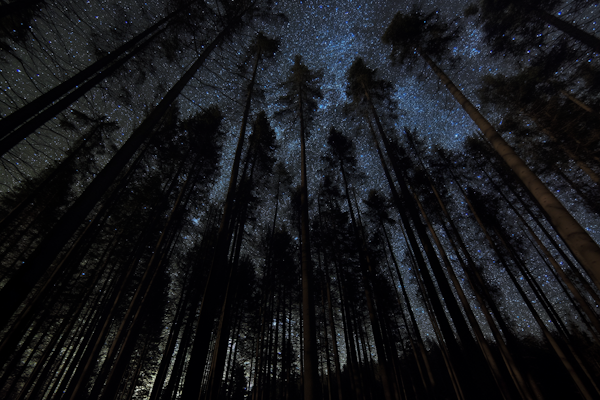 Starry Night Forest