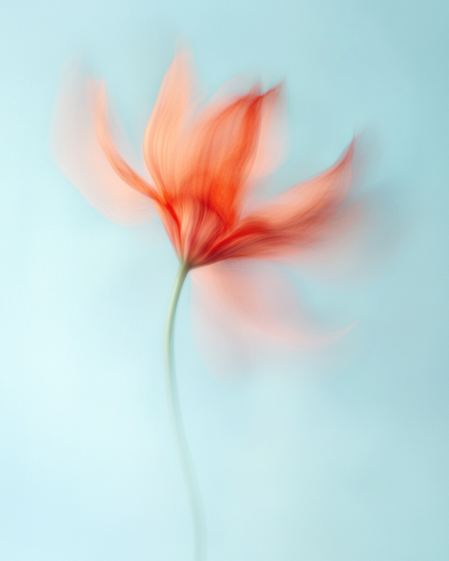 Delicate Flower in Motion