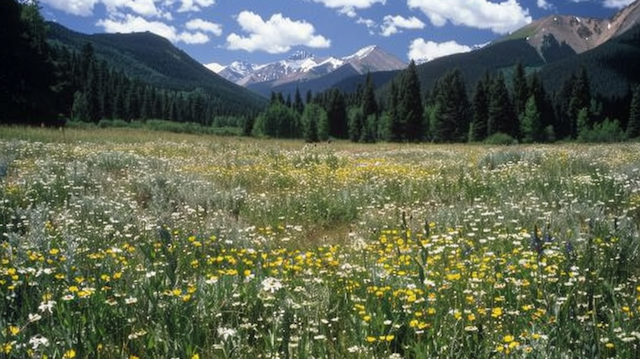 Vibrant Meadow with Mountains