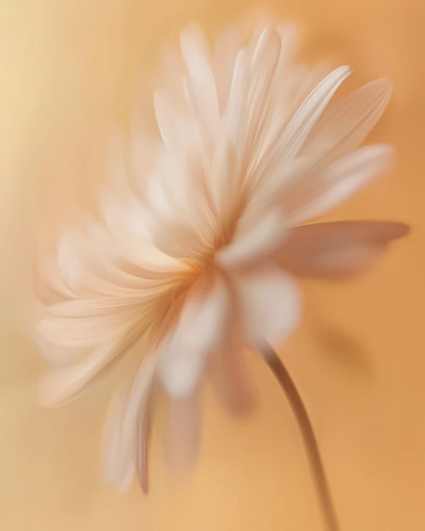 Dreamy White Flower