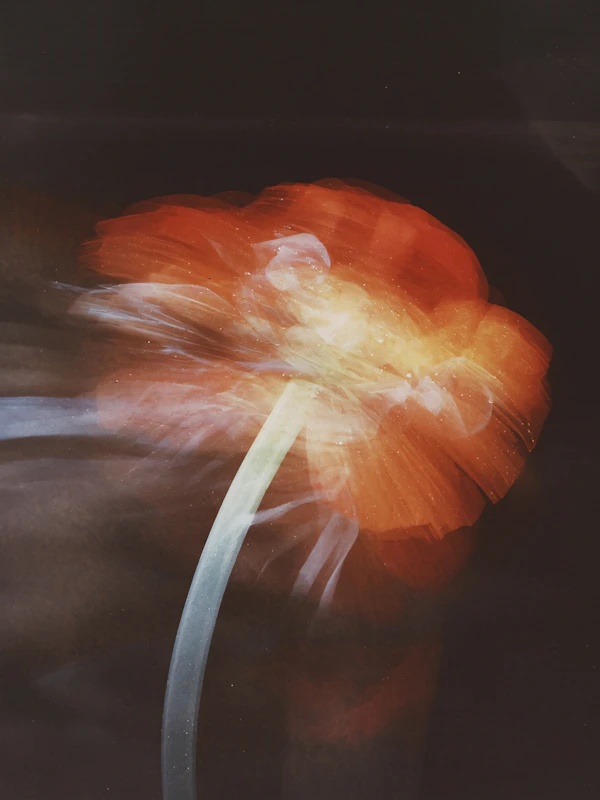 Radiant Flower Art
