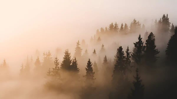 Misty Forest Sunrise
