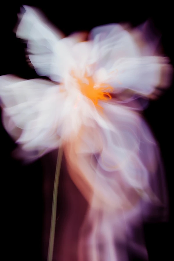 Abstract Flower Art
