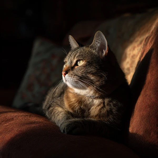 Tabby Cat in Sunlight